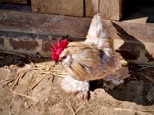 Preview: Hen in a farm