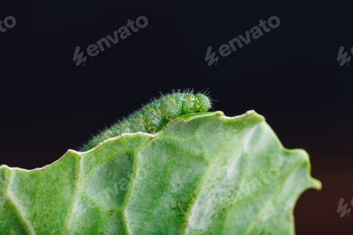 Preview: Green Caterpillar Crawling on a Leaf