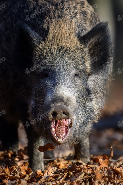 Preview: Portrait male Wild boar in autumn forest
