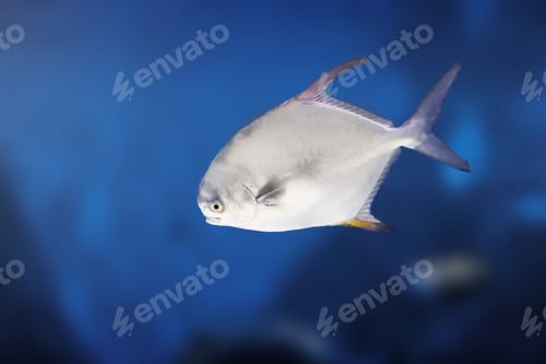 Preview: Snubnose Pompano (Trachinotus blochii) - Marine fish
