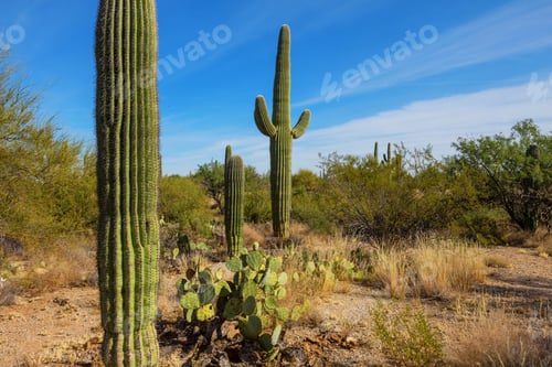 Preview: Cactus