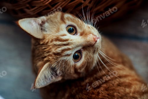 Orange Tabby Cat Close Up Portrait Inside Basket