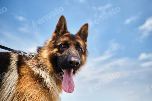 Preview: The dog looks at the camera.