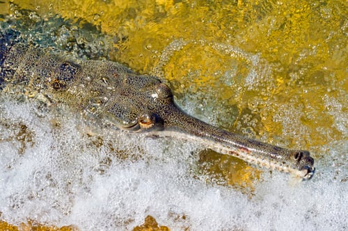 Preview: Gharial, Gavial, Royal Bardia National Park, Nepal