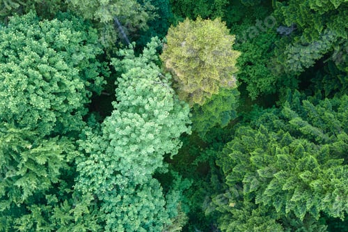 Preview: Aerial view of green pine forest with dark spruce trees. Nothern woodland scenery from above
