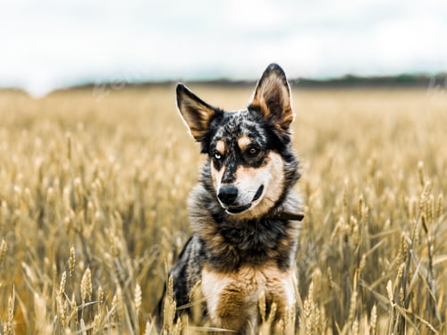 Preview: dog