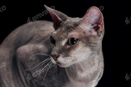Preview: sphynx cat with long whiskers looking away isolated on black