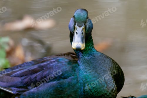 Preview: Close-up shot of a Pomeranian duck swimming gracefully in a serene body of water