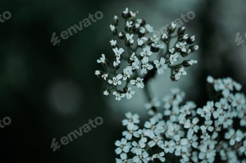 Preview: Spring flowers. Field with flowers.