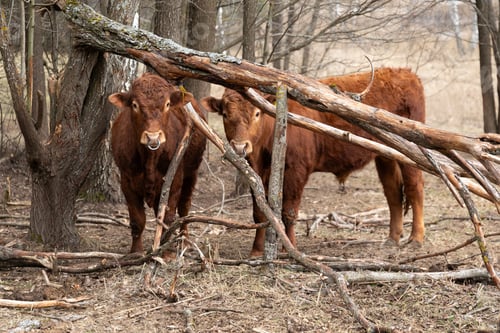 Preview: Two Brown Cows Standing in a Forest