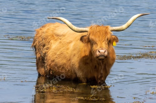 Preview: Scottish highland cow bathing in the cold water in Scotland
