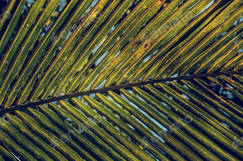 Preview: Green leaf of palm