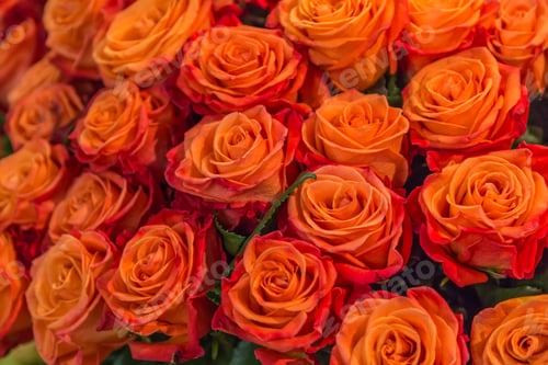 Preview: close-up roses texture natural background in orange tones