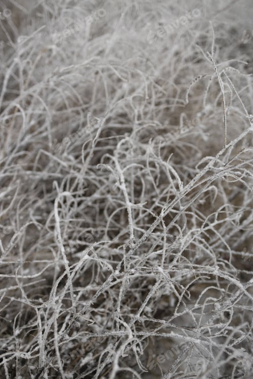 Preview: Frosty grey grass branches. Snow winter background. Nature forest light landscape.