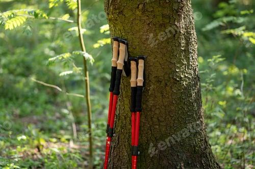 Preview: Two pairs of Nordic walking poles leaning against a large tree trunk in a forest
