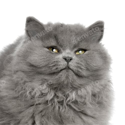 Preview: persian