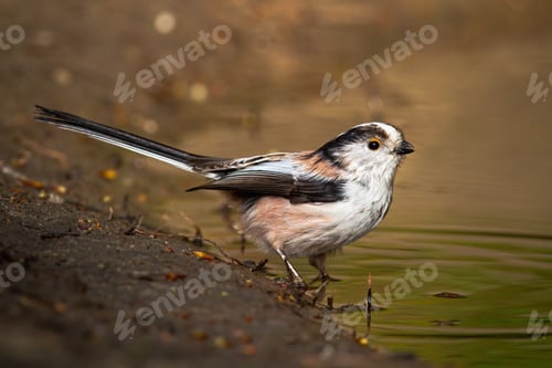 Preview: Long-tailed tit sitting on riverbank in spring nature