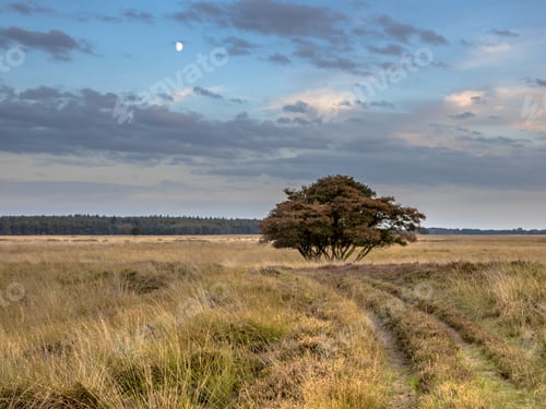 Preview: Natural heathland landscape near Hijken