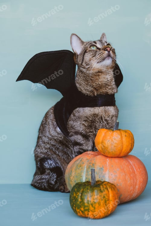 Preview: Cute funny tabby cat dressed as bat with black wings and orange pumpkins.