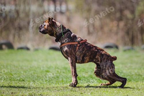 Preview: Working dog. Dog training. Police, guard dog