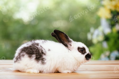 Preview: portrait close up of lovely, adorable and fluffy Easter bunny or rabbit. Cute Symbol of Easter
