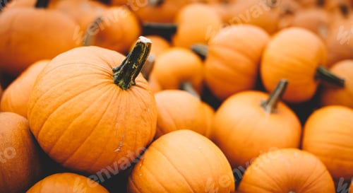 Preview: Fresh pumpkins in a pile. Halloween and Thanksgiving