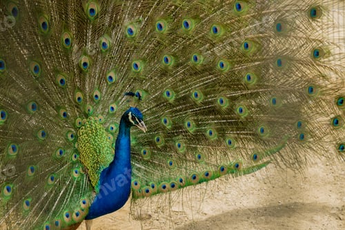 Preview: Elegant colorful blue peacock with open tail.