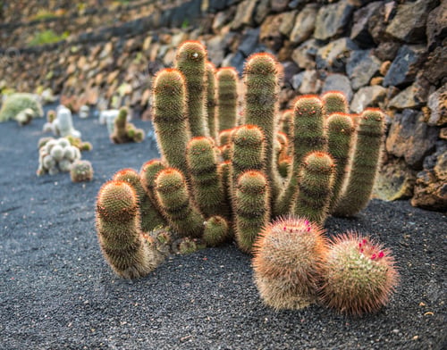 Preview: View of cactus garden , Lanzarote