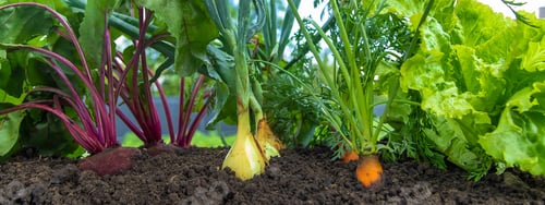 Preview: Vegetables grow in the garden. Selective focus.