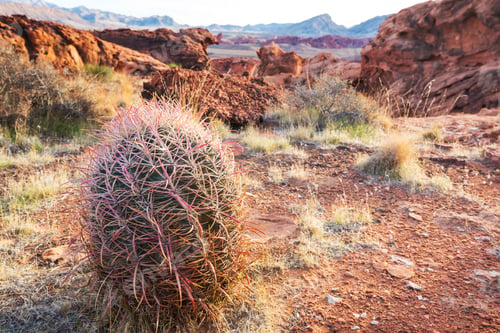 Barrel Cactus Thrives in a Desert Landscape