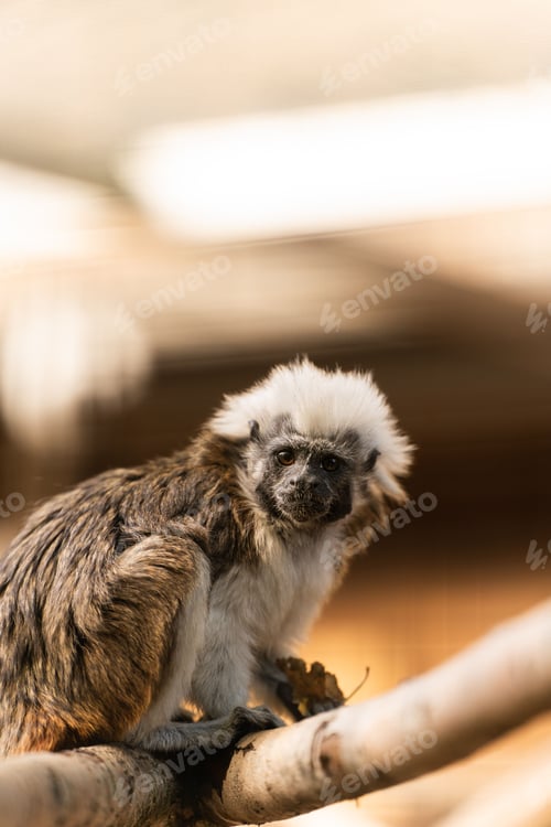 Preview: Cute, juvenile monkey perched atop a tree branch in its natural environment