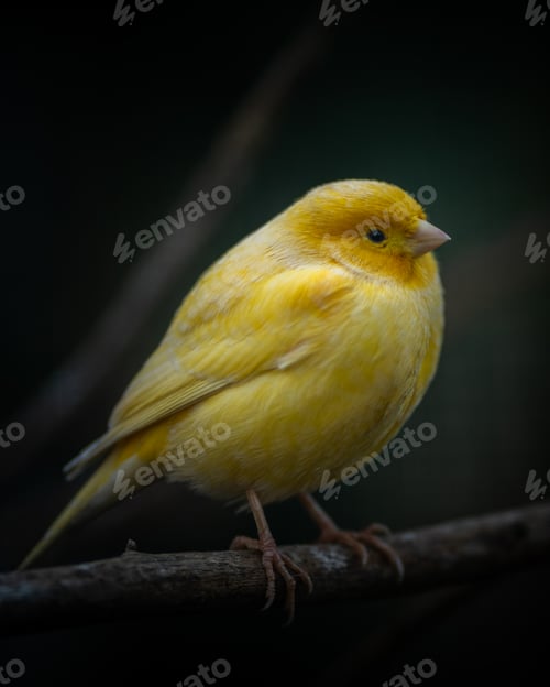 Preview: Vertical closeup shot of a yellow canary bird perched on a tree branch