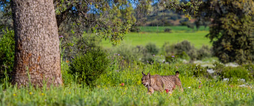 Preview: Iberian Lynx, Spain
