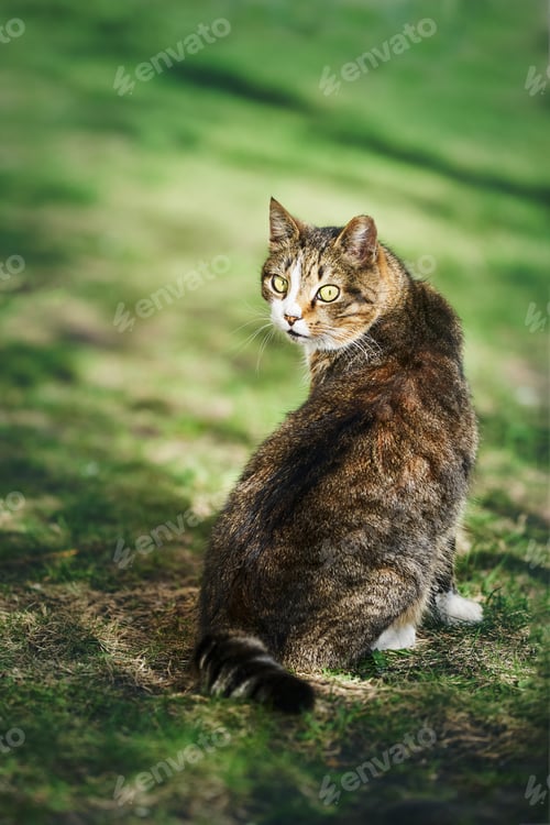 Preview: A beautiful stray cat sits sits in the green grass and looks to the camera. Copy space