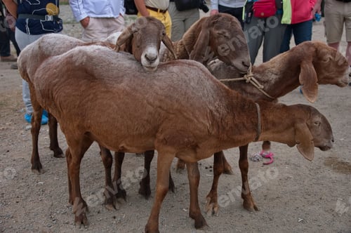Preview: Group of goats on Animal market