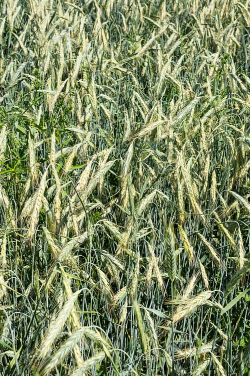 Preview: Barley Farm Field.