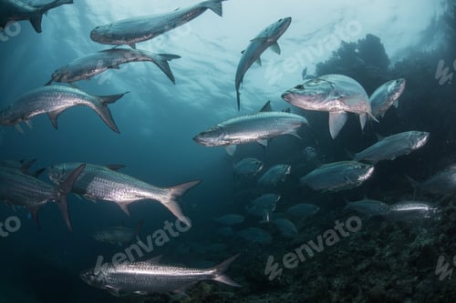 Preview: School of tarpon fish at reef, Xcalak, Quintana Roo, Mexico, North America