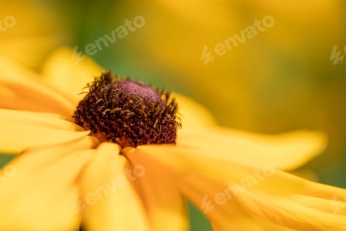Preview: yellow flower closeup