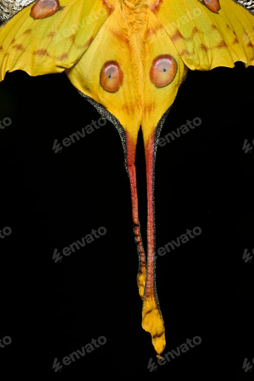 Preview: Comet or moon moth, Argema mittrei, butterfly native to the forests of Madagascar.