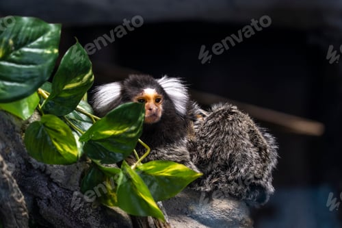 Preview: Close-up of a Marmoset monkey surrounded by lush foliage
