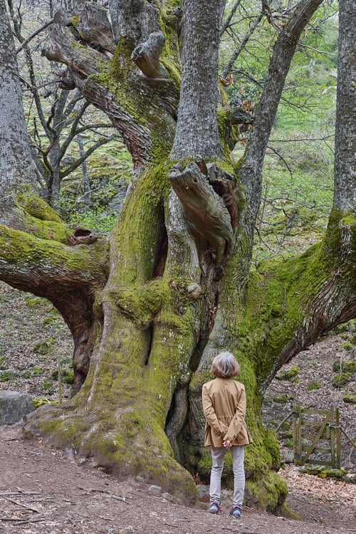 Preview: Woman enjoying old century chestnut tree on Ambroz valley. Vertical