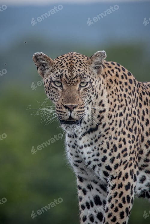 Preview: A male leopard, Panthera pardus, direct gaze, blue green background