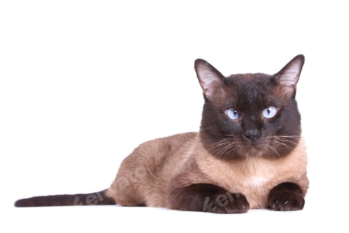 Preview: Siamese cat isolated on the white background