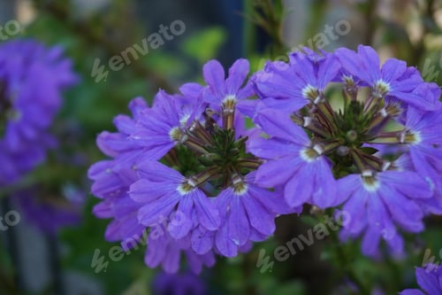 Preview: Selective focus shot of purple scaevola aemula