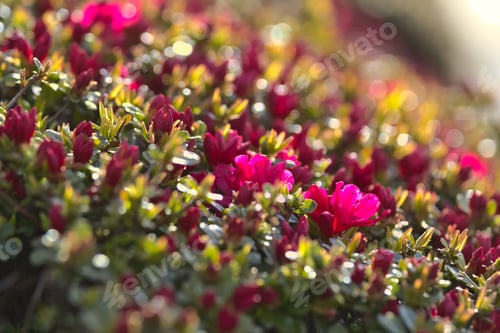 Preview: Flowers