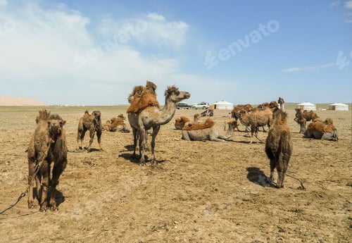 Preview: Camels in the Mongolian steppe
