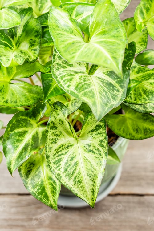 Preview: Green leaves Syngonium podophyllum on wooden table