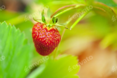 Preview: Long beds of strawberry field with fresh red strawberries