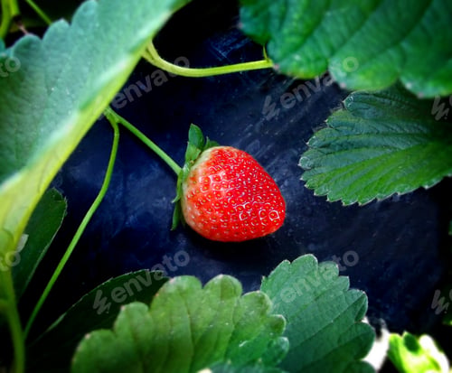 Preview: One fresh strawberry