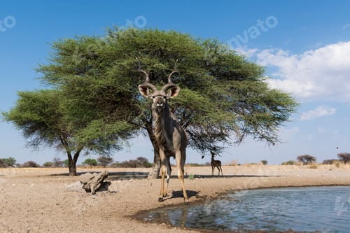 Preview: Portrait of Greater kudu (Tragelaphus strepsiceros), Kalahari, Botswana, Africa